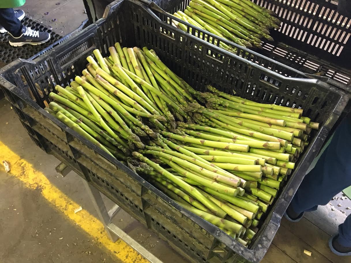 Slow start to asparagus harvest by growers managing demand