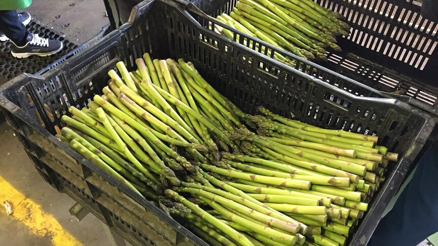 Asparagus lies in a container in a packing shed.