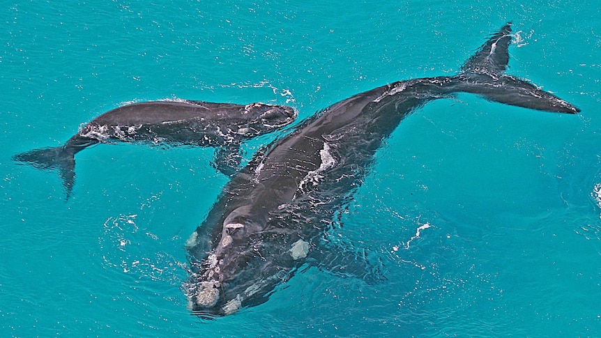 A whale and her calf, seen from above.
