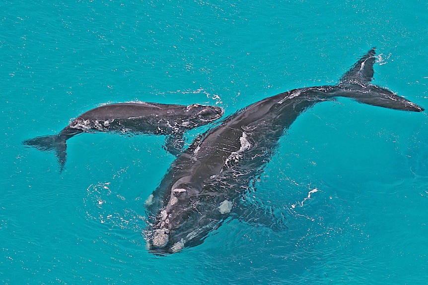 A whale calf and mother