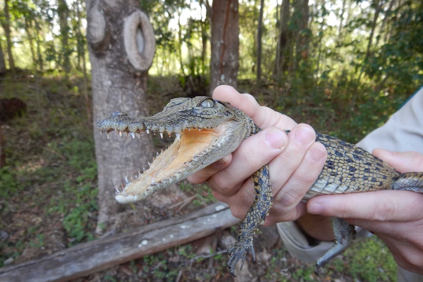 A baby crocodile with its mouth open is held by a ranger.