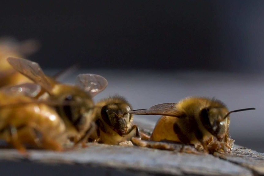 A close up of honey bees in a hive.