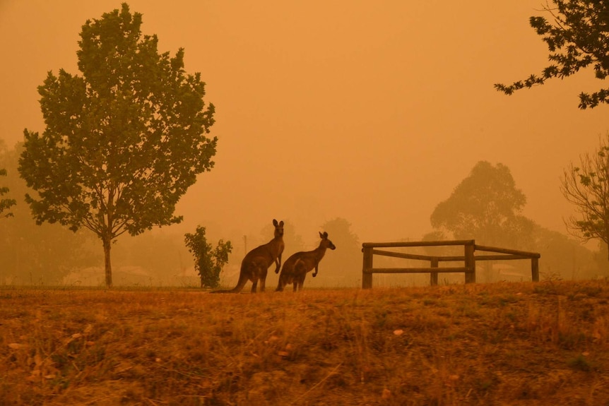 Two kangaroos on the side of the road in a strong orange smoke haze.