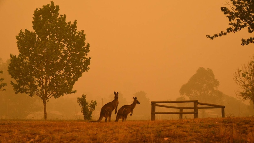 Two kangaroos on the side of the road in a strong orange smoke haze.