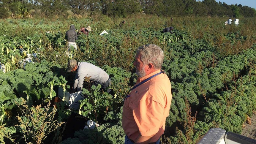 Hank Scott supervises Mexican workers harvesting kale.