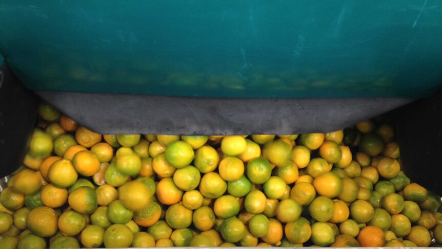 Slightly green mandarins tumble in to a bin during automated processing.