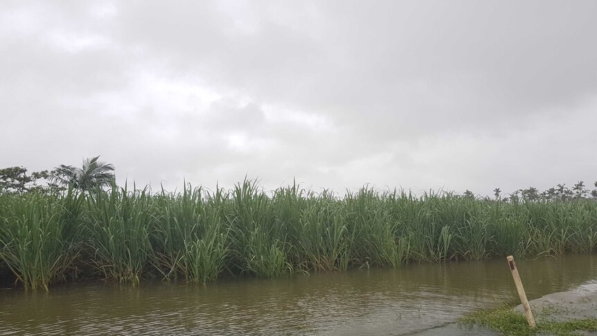 Sugar cane field inundated by flooding.