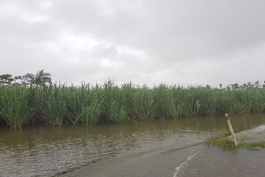 Sugar cane field inundated by flooding.