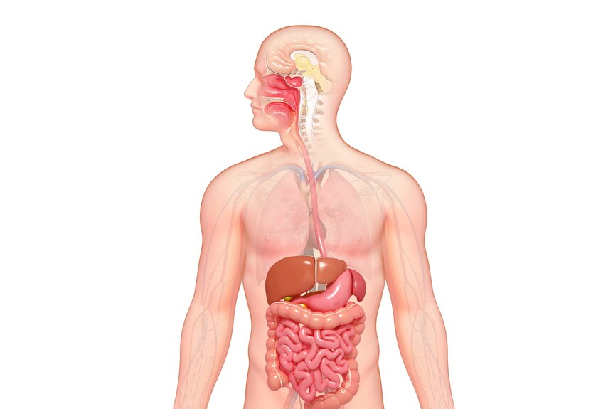 An illustration of the human digestive system from mouth to intestines