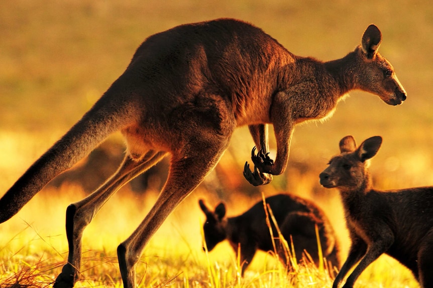 A group of kangaroos at dawn or dusk.