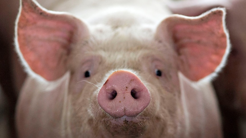 A pink pig, backlit, looks straight on at the camera, which is zoomed in on its face.