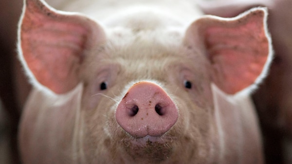 A pink pig, backlit, looks straight on at the camera, which is zoomed in on its face.