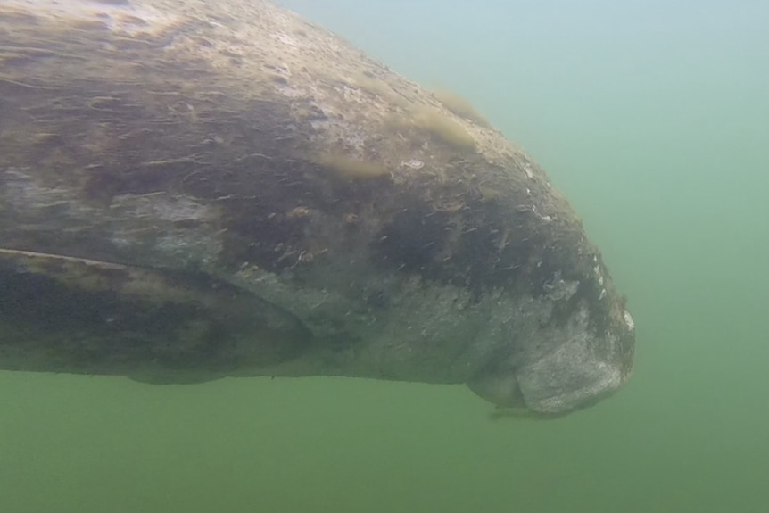 An underwater side view dugong swimming.