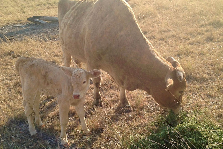 A calf with its mother