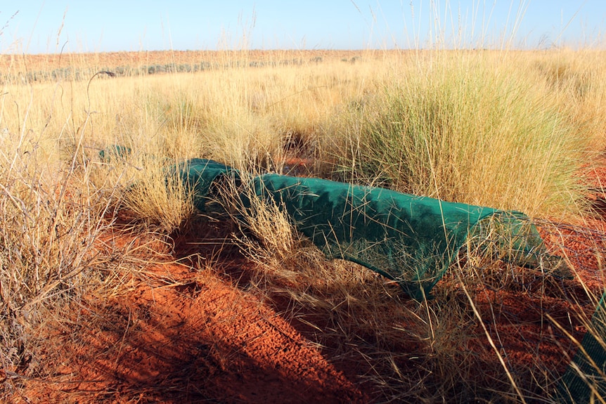 A chicken wire tunnel half covered in green hessian sits in between spinifex on red desert sand.