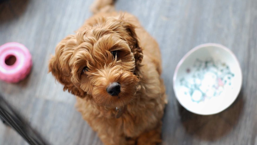 The Australian labradoodle is a according to its genes - ABC
