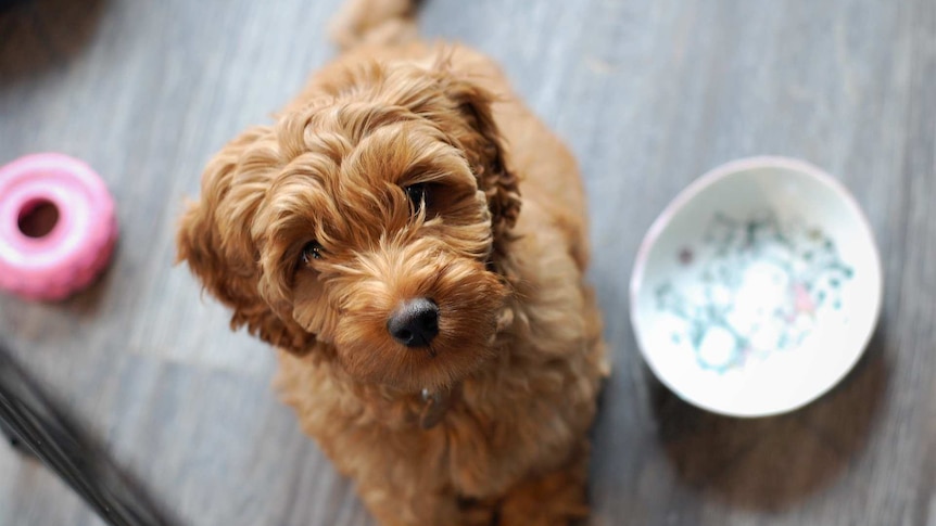 Australian labradoodle