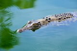 A saltwater crocodile floats on a still body of water.