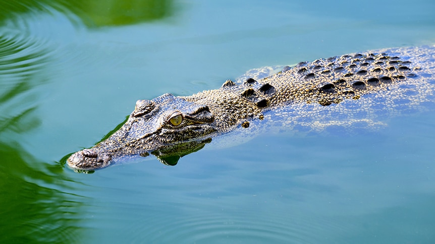 A saltwater crocodile floats on a still body of water.