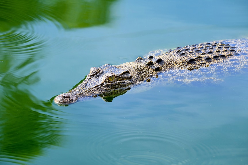 A saltwater crocodile floats on a still body of water.