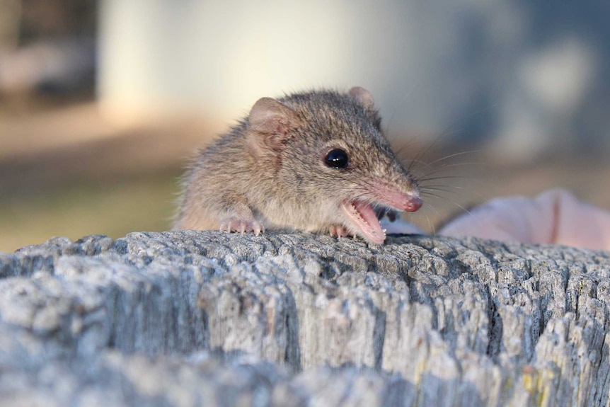 A tiny marsupial with sharp teeth and claws.