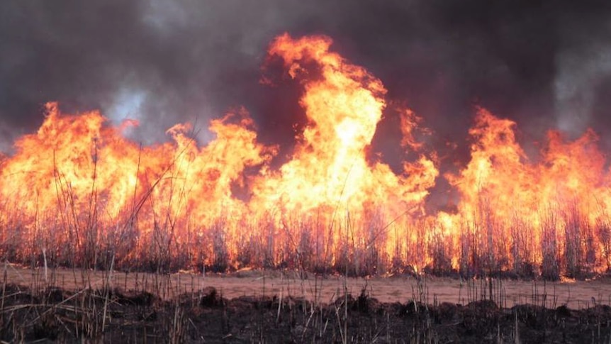 Gamba grass on fire.