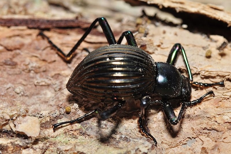 A Darkling beetle on bark.