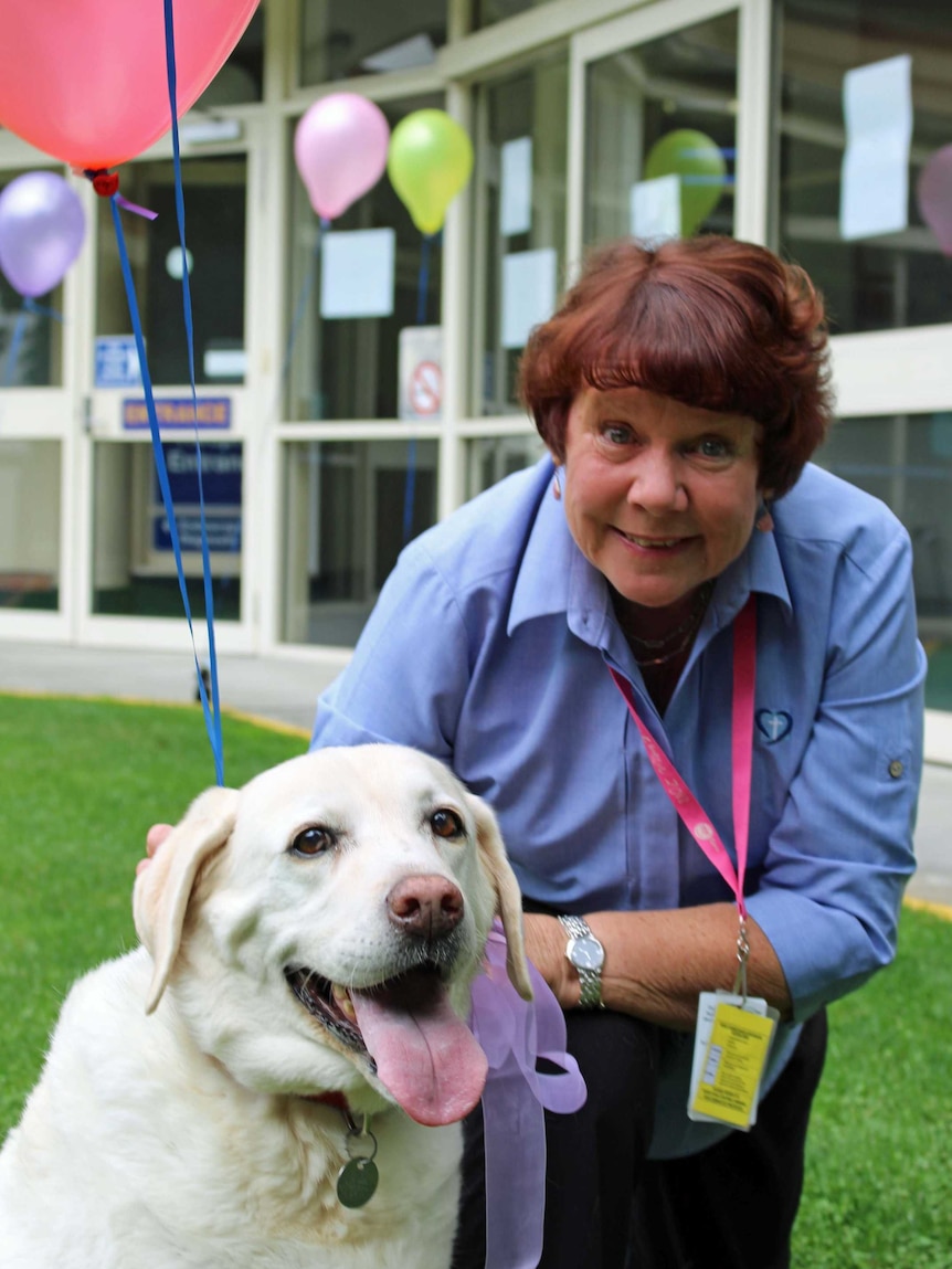 Retiring hospital dog Millie-Mae gets a farewell pat from Calvary Hospital volunteer Robin Taylor.