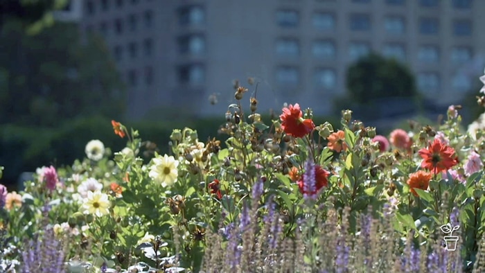 Variety of flowers growing in a large garden with city buildings in the background