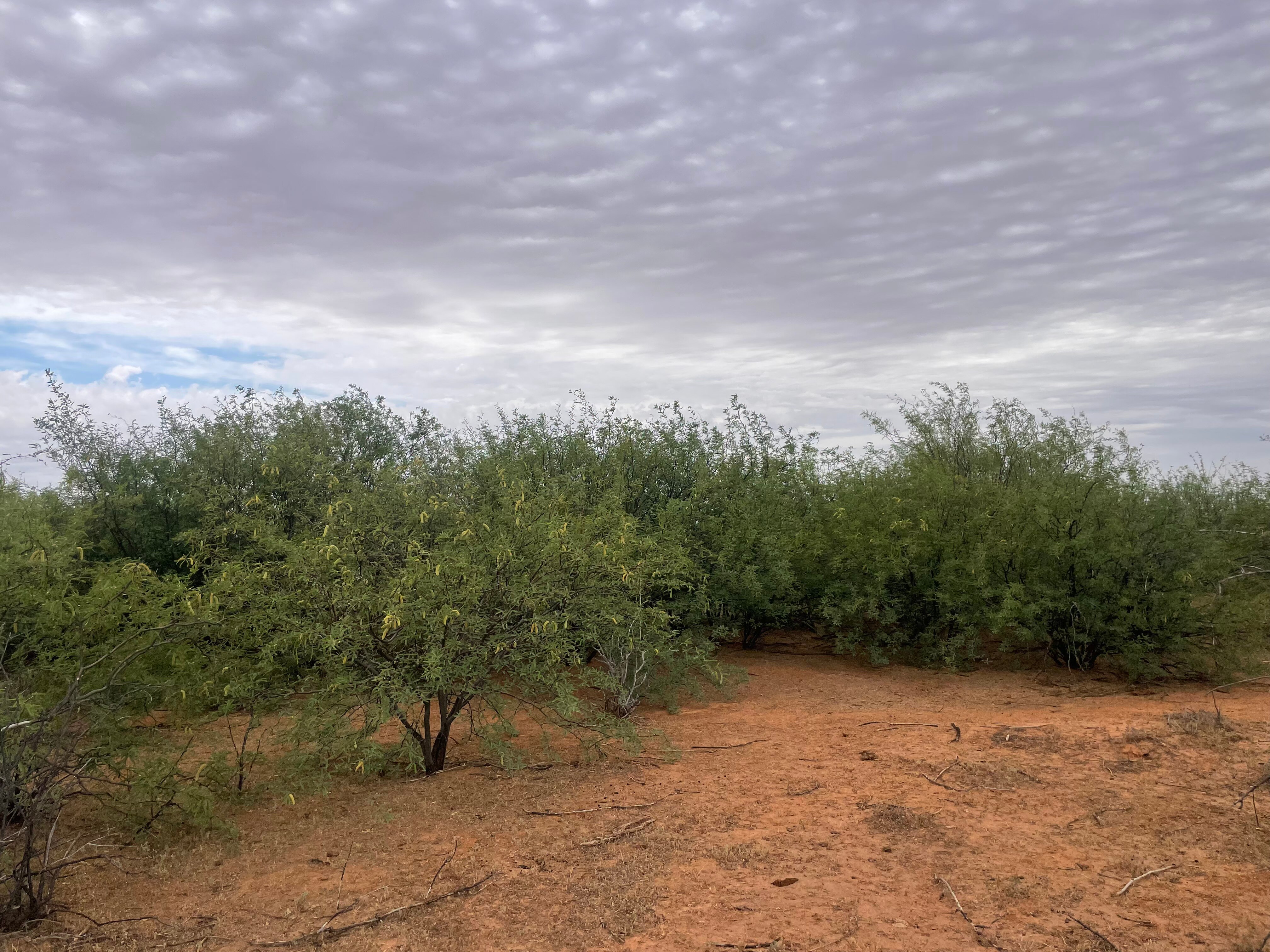 árvores no ambiente interior