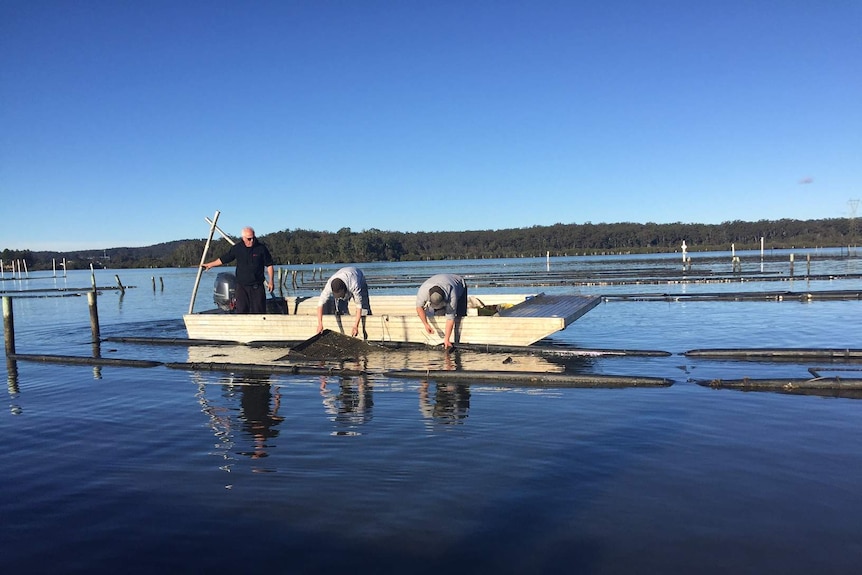 Three men at work on Steve Feletti's Clyde River oyster lease.