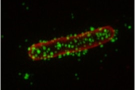 Star-shaped polymers attack a bacteria cell