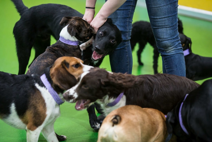 Dogs swarm around the legs of an attendant.