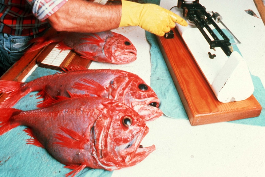 Dead orange roughy and a gloved hand on a table.