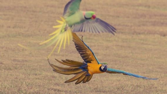 Roku and Aslan flying together. Queensland macaw free-flight videos go sky high on social media.