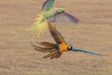 Roku and Aslan flying together. Queensland macaw free-flight videos go sky high on social media.