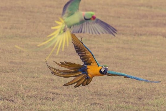 Roku and Aslan flying together. Queensland macaw free-flight videos go sky high on social media.