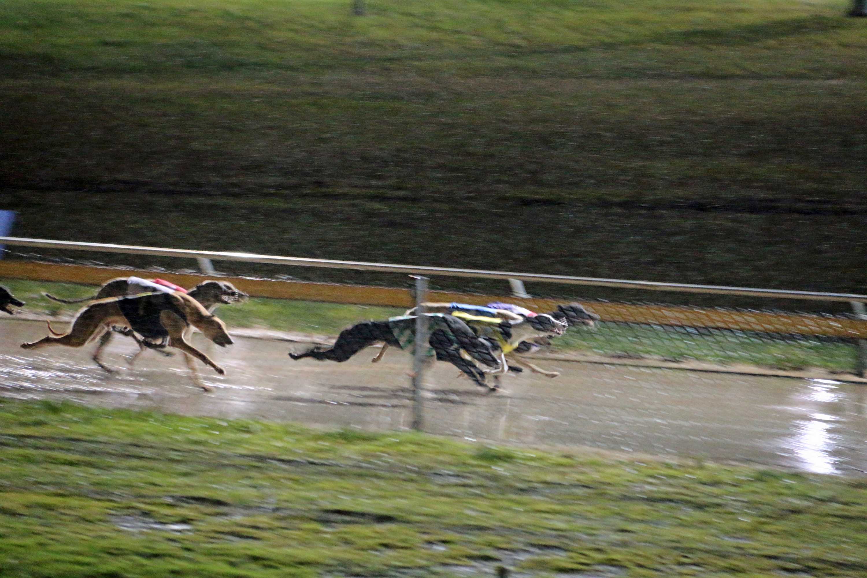 NSW Government prepares for shut down of greyhound racing industry ...