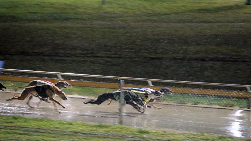 Greyhound racing on a rainy winter's night in Tasmania.