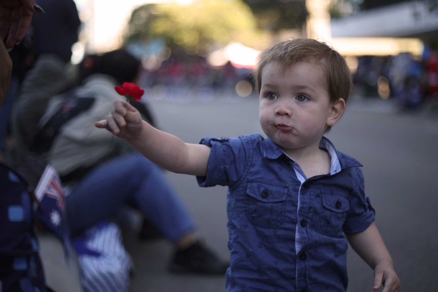 A toddler in a blue shirt holds a red poppy in his outstretched arm towards a person.