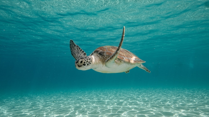A green sea turtle swims underwater