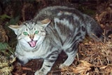 Tasmanian forum discusses feral cat problem