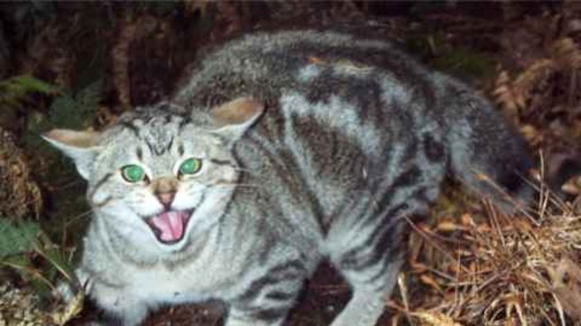 Feral cat growls in the bush