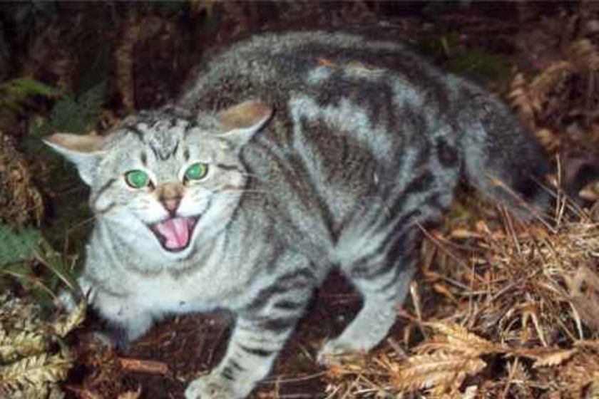 Feral cat growls in the bush
