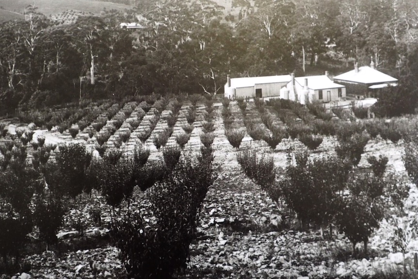 Type Orchard at Mylor