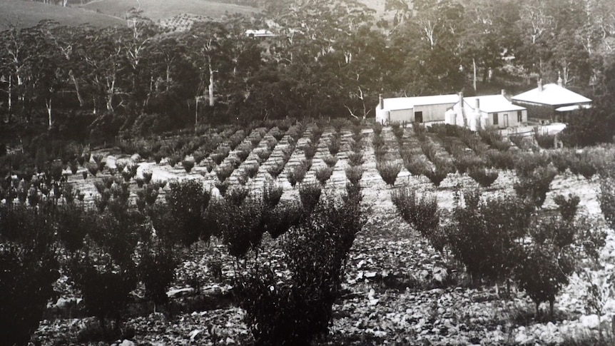 Type Orchard at Mylor