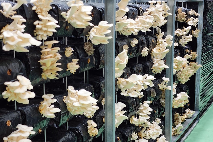 Mushrooms grow from boxes stacked alongside one another.