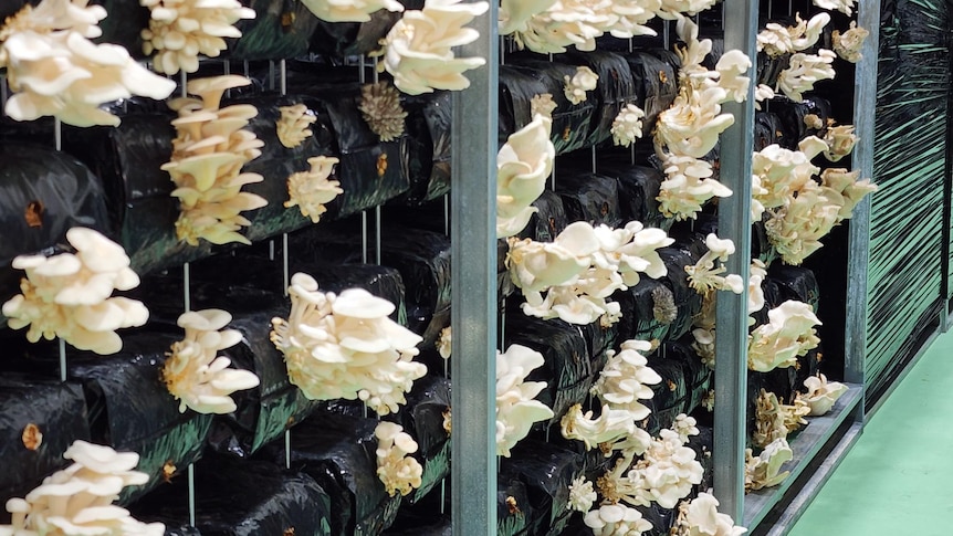 Mushrooms grow from boxes stacked alongside one another.