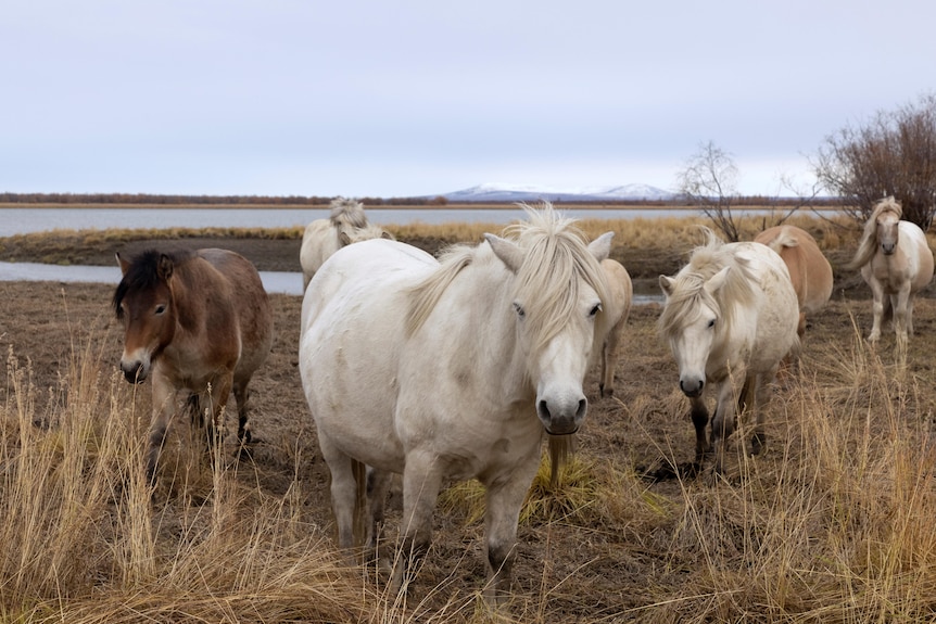 A group of horses stand on grass in the Pleistocene Park