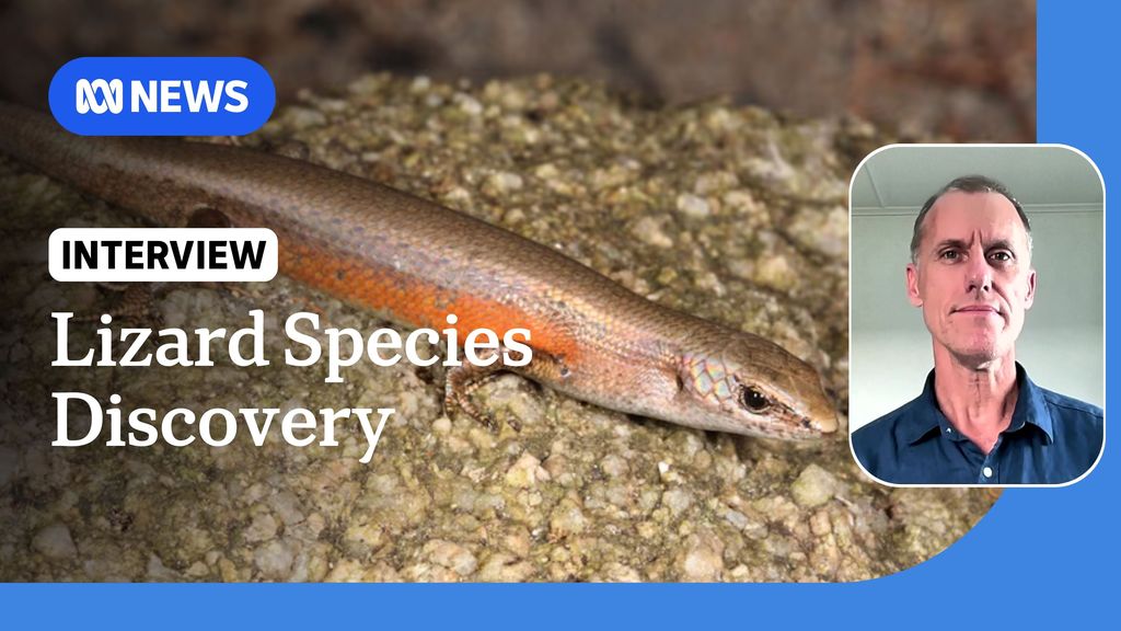 Scientists have discovered a second unique lizard on Scawfell Island ...